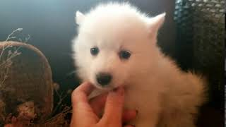 Video preview image #1 Pomsky Puppy For Sale in MANKATO, MN, USA