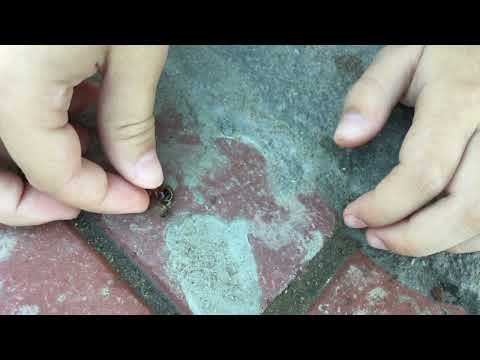 Soldier termite v.s. Earwig