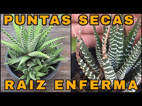 , title : 'Haworthia Attenuata/Por que se PUDRE o SECAN sus PUNTAS de Mi planta Cebra!!!'