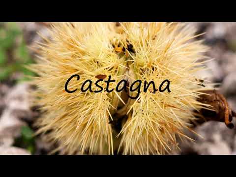 How to Pronounce Castagna?