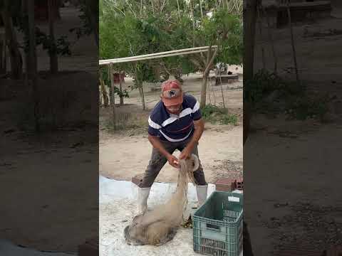 Piscicultura do Roque em Cacimba de Dentro PB – Você Precisa Ver Como é por Dentro! Tô 04 #paraíba
