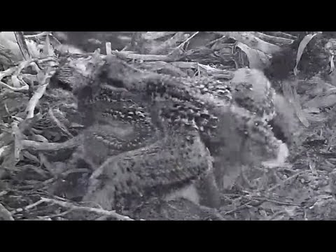 Port_Lincoln Osprey | Sibling revelry | Fight in nest | 11.10.2021