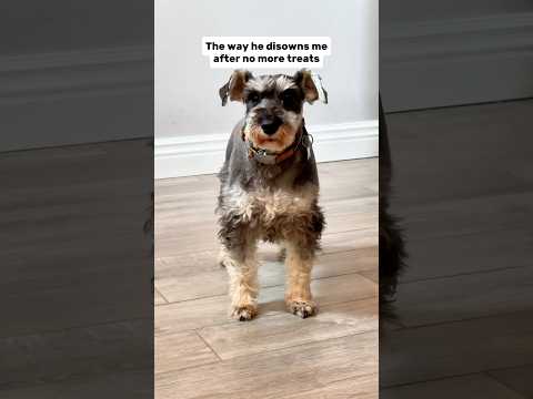 Schnauzer’s Tantrum Over No Treats
