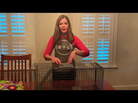 How to Use a Safeguard Live Trap for Feral Cats