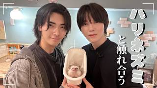 ゲンジブがハリネズミと触れ合う。【#原因は自分にある 。】