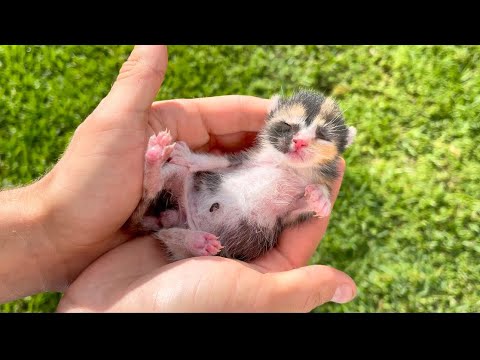 NEWBORN KITTEN FOUND ABANDONED BY MOTHER ! WILL SHE MAKE IT ?!