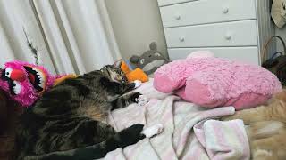 Yes, Triscuit Ripped the Curtains