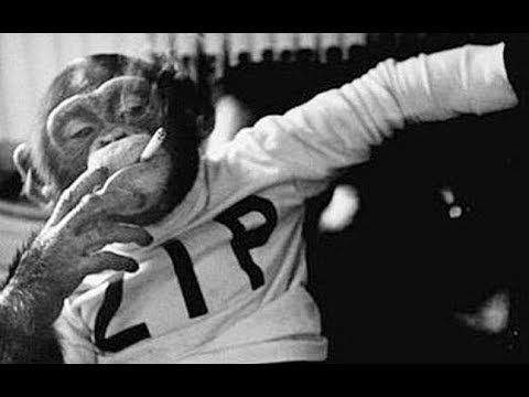 Can Monkeys Speak?! (ft. Micheal Babushkin/ New Editor)