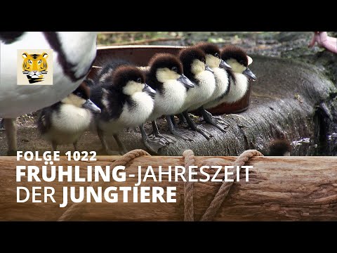 Vom Suchen und Finden unter Palmen (Folge 1022) | Elefant, Tiger & Co. | MDR