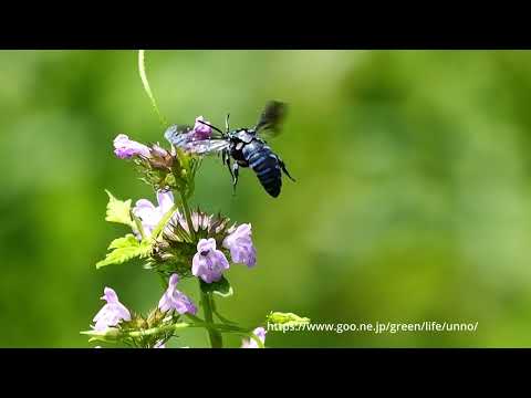 ルリモンハナバチ、クルマバナで吸蜜