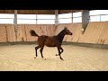Filly (2025) I'm Special de Muze x Toulon x Ramiro z