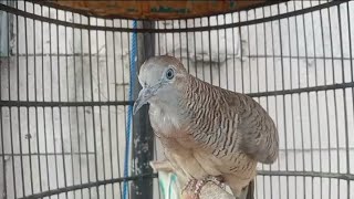 Download lagu SUARA PIYIK PERKUTUT BANGKOK USIA 3 BULAN PRODUK SILWAK BIRD FARM mp3