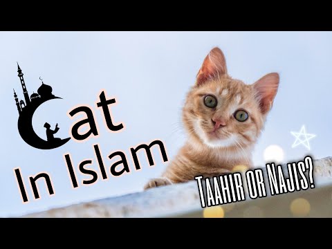What does Islam say about Cat? | Cats in Islam