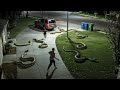 Wild Animals Invading Cities Caught On Camera
