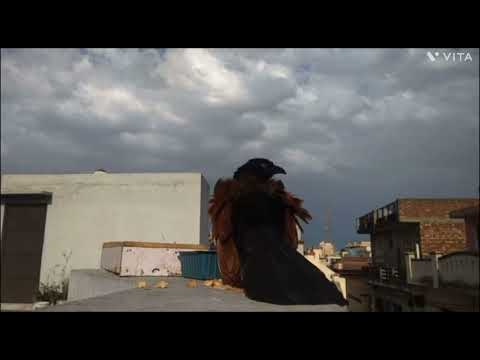 The Nature View *nature *naturelife *birds*birdslife