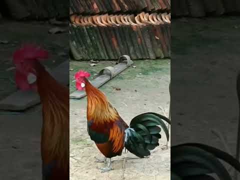 Kokok Pikat Ayam Hutan Terbaik 2023