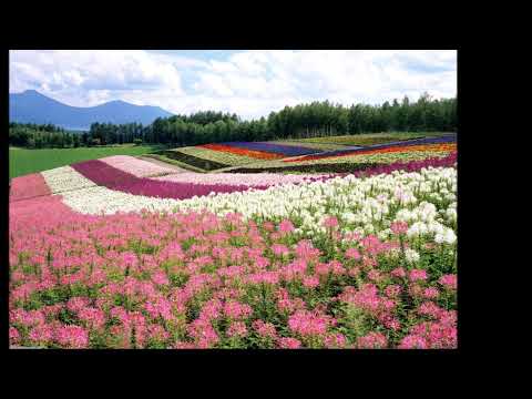 Svenson & Beam - Vida Nova (Fall-In Trance Mix).