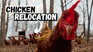 Chickens Move to New Home | Farm Update