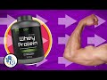 How Does Protein Build Muscle?