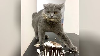 Best HIGHLIGHTS of FUNNY KITTY CATS – LAUGH to TEARS NOW!