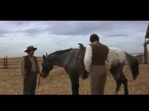 Old Thunder - Man vs. Horse