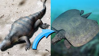 A INCRÍVEL EVOLUÇÃO DAS TARTARUGAS