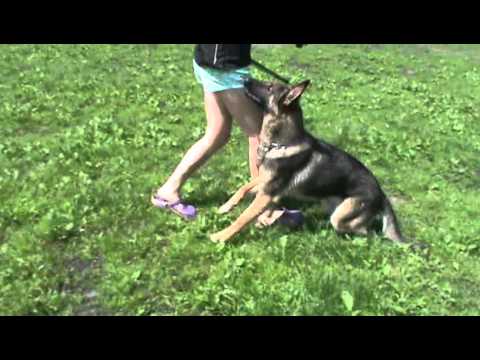 Emmi Vikar - obedience 14 months