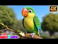 Mitthu Mitthu Main Tota मैं तोता मैं तोता Children Rhyme In Hindi For Ki