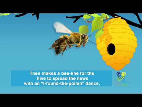 How do honeybees find food?