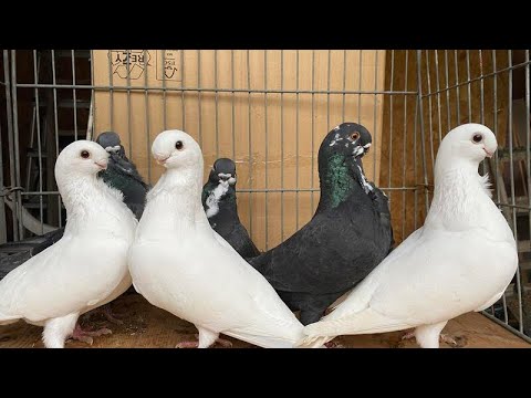, title : 'African Owl Pigeon | Fancy Pigeon Breed | Tunisian Exotic Pigeons | 2022 Rare Pigeon Breed'