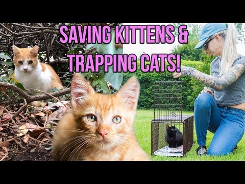 If You See Cats Outside...WATCH THIS!