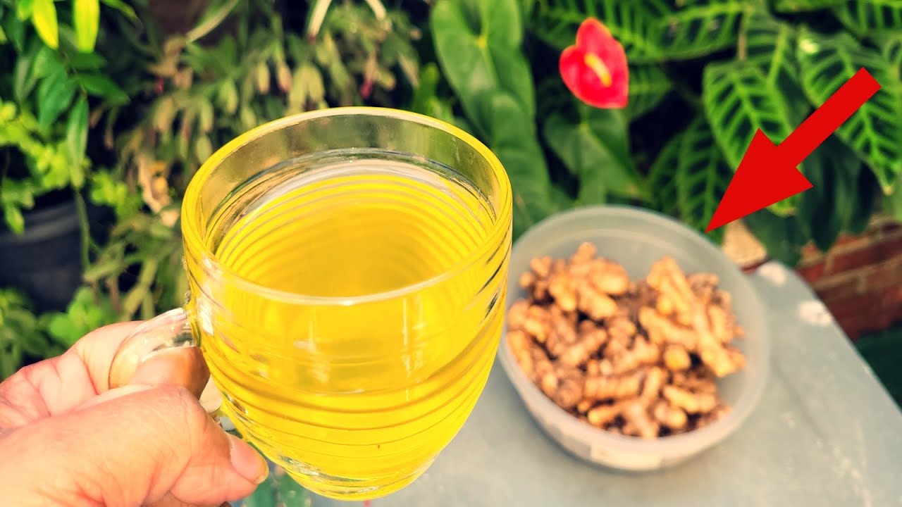 💚 #AÇAFRÃO Apenas UMA XÍCARA DE CHÁ Da Raiz ELIMINA TODO TIPO DE DOR E INFLAMAÇÃO NO CORPO.