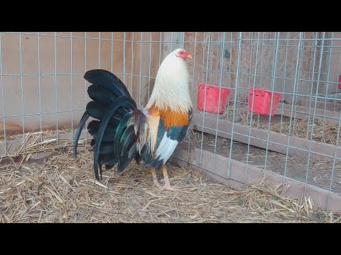 Un Gallo Giro Roy brady con RoundHead, The best Rooster Roy brady and Gene batia RoundHead