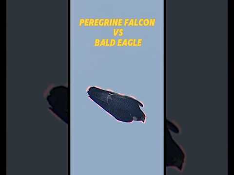 Peregrine falcon Vs bald eagle #trending #peregrinefalcon #baldeagle #falcon #eagle #youtubeshorts