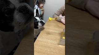 パパがどんなに焦らしても決して目を離す事のないフレブル