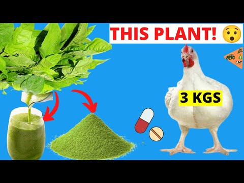 , title : 'I FOUND a PLANT that BOOSTS BROILERS CHICKEN GROWTH (weight gain)& TREATS CHICKEN DISEASES NATURALLY'
