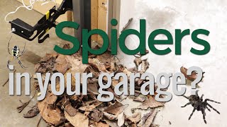 How to Keep Spiders out of Your Garage