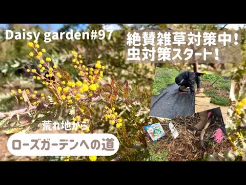 バラの根元に雑草対策として何を置くか？  庭園