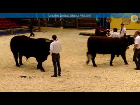 Voir la vidéo : Ring de présentation du 27 février 2017, partie 4