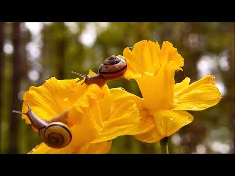 Rezan Filoglu *** Seni Seviyorum *** Original Song ***