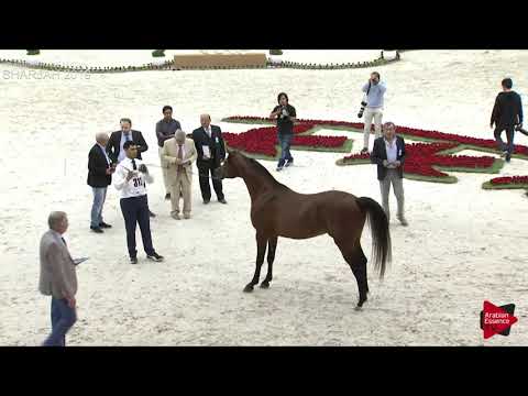 N 312 MATADOR EL JAMAL   Sharjah International 2019