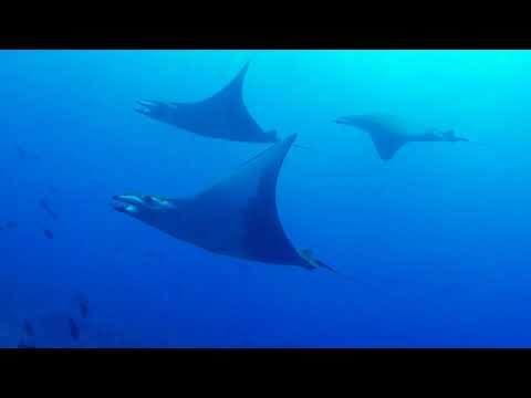 Festival de raies Mobula sur le récif de Fakarava