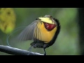 Astounding Mating Dance Birds of Paradise -- High Quality