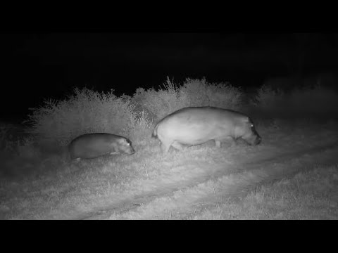 Djuma: Hippo youngster leaves the dam with male Hippo(known as Dewey) - 18:38 - 05/26/2023