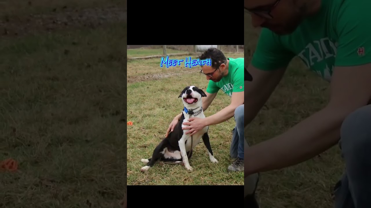 Enlarge Heath, a Adoptable Mixed Breed in Plain City, OH video 6/6