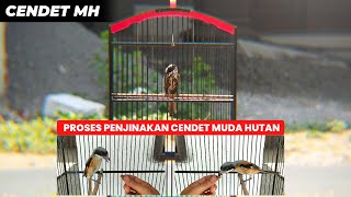 Download lagu CONTINUE ❗THE PROCESS OF TAMING YOUNG FOREST CENDET❗ mp3