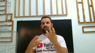 Melhor curso de gabarito para gaiolas de arames para calopsita