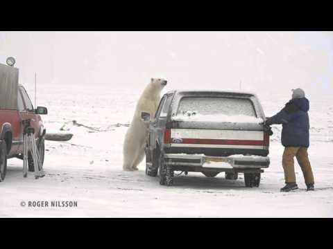 Polar Bear chases Photographer