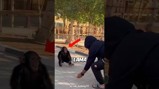 Download lagu Kera Ini Sangat Merindukan Pemiliknya π€ #short mp3 Download lagu Kera Ini Sangat Merindukan Pemiliknya π€ #short mp3