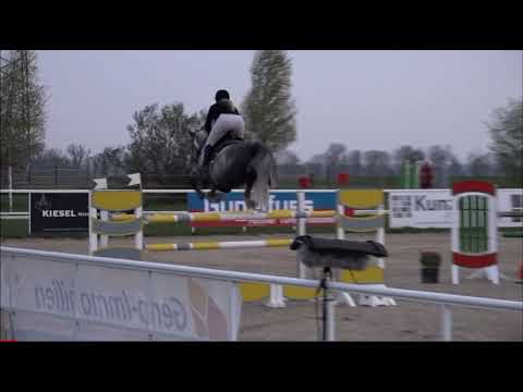 KENSINGTON (7yo Zirocco Blue) April 2022 Langenau - 140 cm